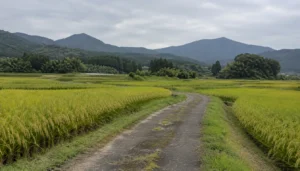初秋の田んぼと農道、遠くの山並み